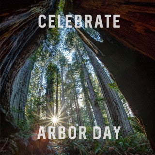 Celebrate Arbor Day
